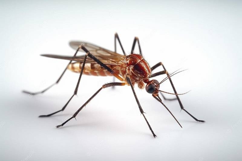 <br />
Лихорадка денге: Тайвань атакуют заразные комары                