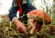 Суровые наказания за незаконный сбор особо ценных растений и грибов: новый закон в России