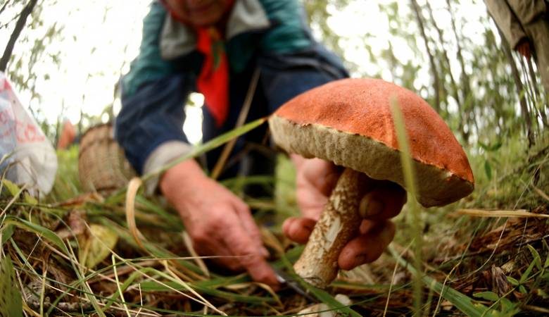 <br />
Суровые наказания за незаконный сбор особо ценных растений и грибов: новый закон в России                