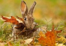 Гороскоп от Ирины Богдан на 21 ноября 2023 года для всех знаков зодиака