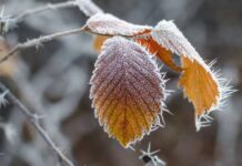 Какой будет погода до конца недели 12 ноября 2023 года в Москве, Питере, Екатеринбурге и Новосибирске