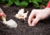 Лучшие дни для посадки озимого чеснока в ноябре: гигантский урожай гарантирован