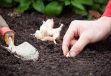 Лучшие дни для посадки озимого чеснока в ноябре: гигантский урожай гарантирован