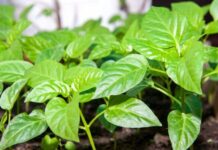 Посадка перца на рассаду в 2024 году: лунный календарь на январь, февраль и март