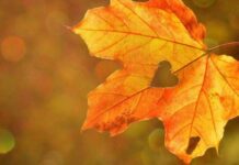 Приметы и поверья на 15 ноября 2023 года подскажут, как не потерять удачу и сохранить достаток