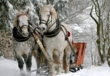 Для чего в Модестов день 31 декабря на Руси ставили в углу веник с красной лентой