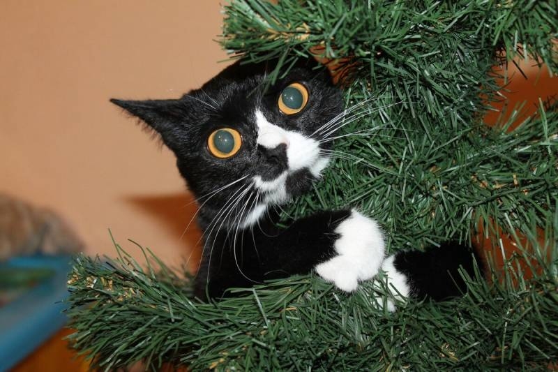 <br />
Как уберечь новогоднюю елку от котов: шесть советов                