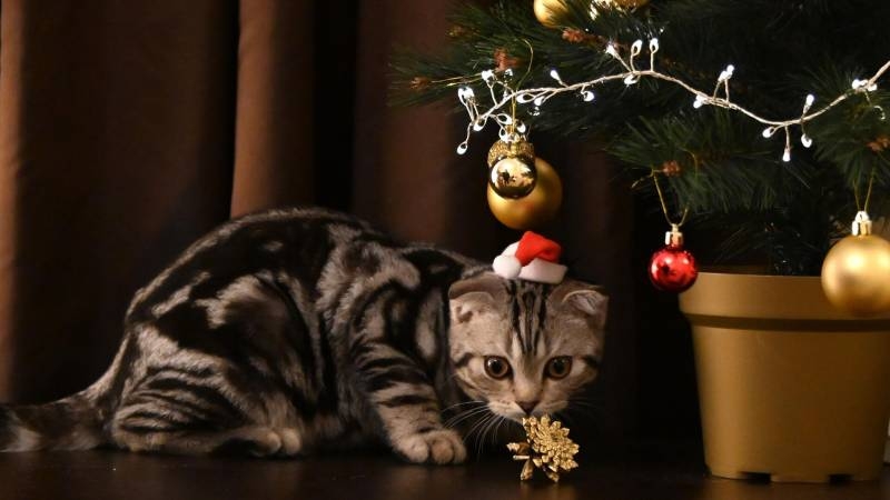 <br />
Как уберечь новогоднюю елку от котов: шесть советов                