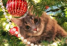 Как уберечь новогоднюю елку от котов: шесть советов