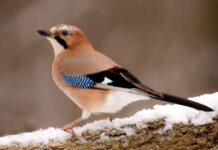 Сойкин день 11 декабря: почему и как на Руси чествовали маленькую птичку