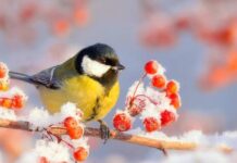 В Романов день не стоит пускать в дом немощных стариков и бедных: другие приметы и запреты 10 декабря