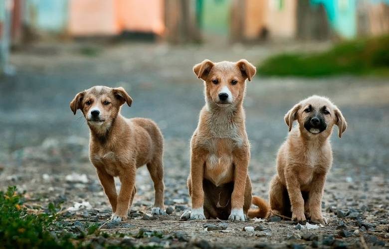 <br />
Южная Корея приняла закон о запрете употребления собак в пищу                