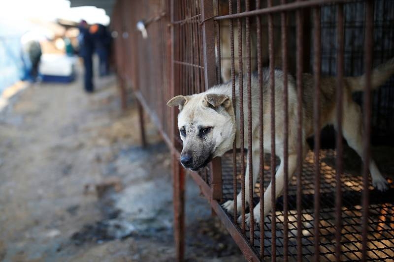 <br />
Южная Корея приняла закон о запрете употребления собак в пищу                