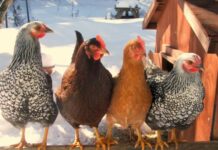 Месяц в небе подскажет, какой ждать погоды в ближайшие дни: приметы на 15 января