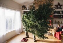 Не спешите выбрасывать: что делать с елкой после Нового года 2024