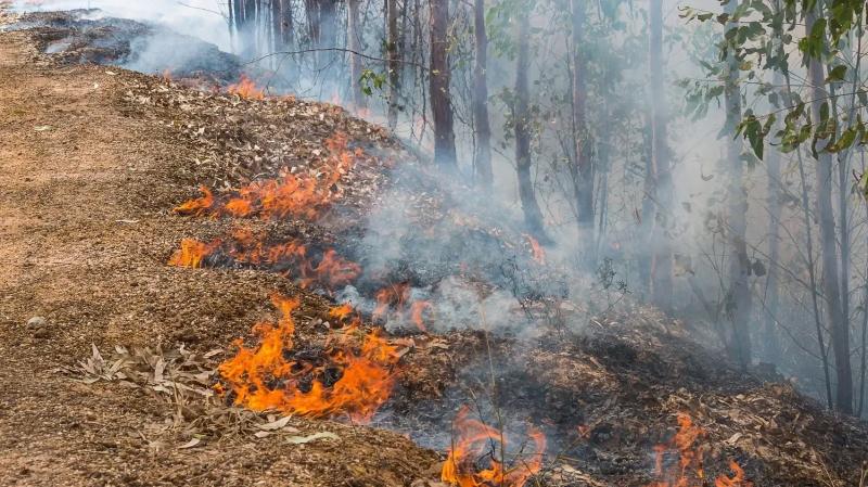 <br />
Что происходит с лесными пожарами в Якутии и на Колыме                