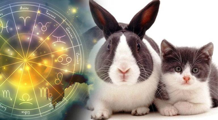 <br />
Чтобы Кролик от вас не отвернулся: в чем нельзя встречать Новый 2023 год                