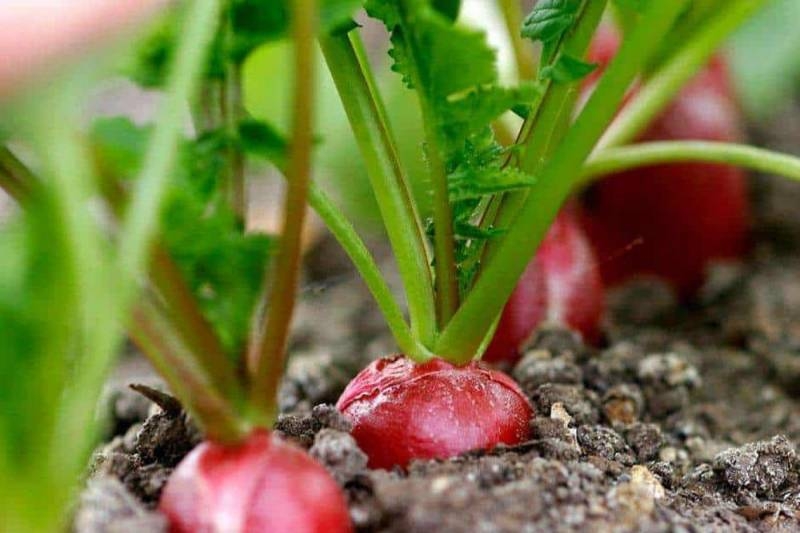<br />
Для шикарного урожая: чем подкормить редис весной                
