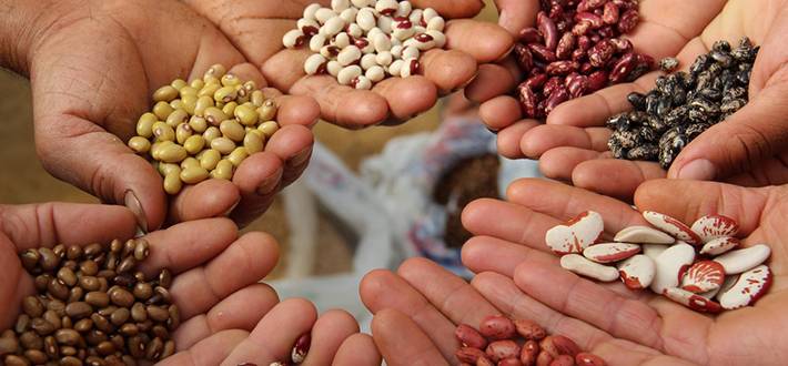 <br />
Экономно и урожайно: как выбрать хорошие и недорогие семена для дачи                