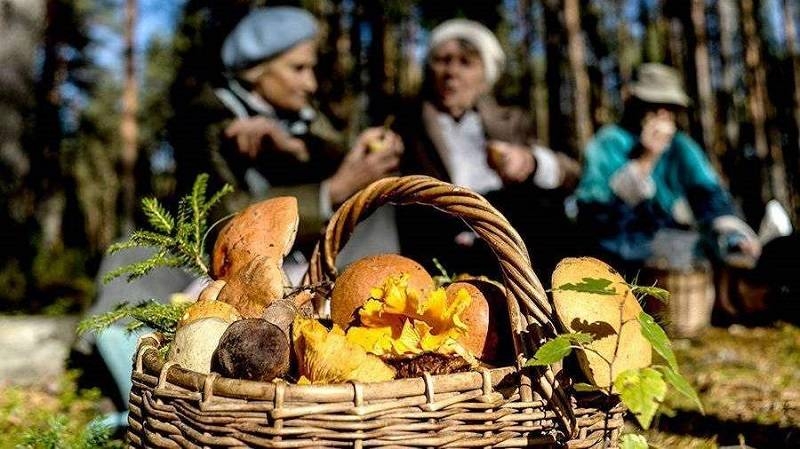 <br />
Налог от продажи ягод и грибов в России: кому его надо платить и действует ли он в 2023 году                