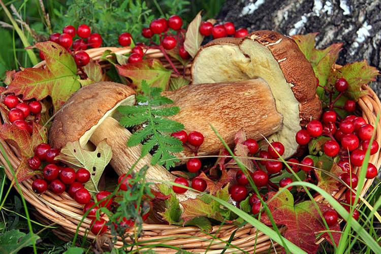 <br />
Налог от продажи ягод и грибов в России: кому его надо платить и действует ли он в 2023 году                