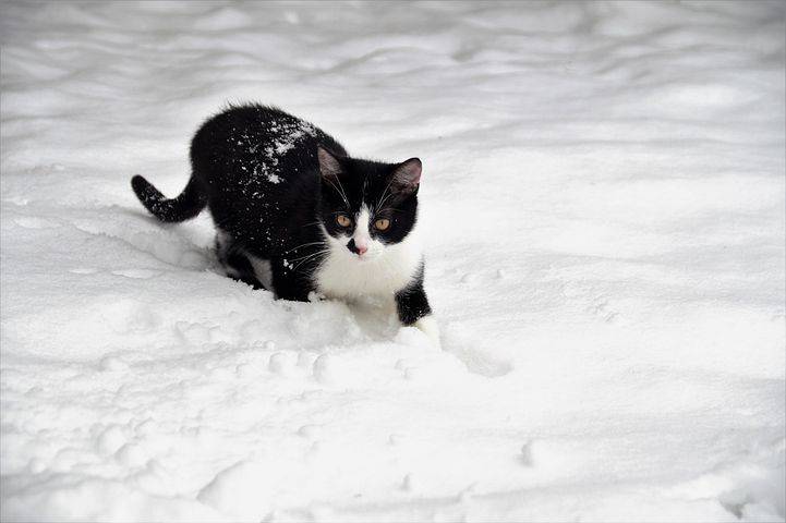 <br />
Почему на Ермилов день 26 января на Руси уделяли особое внимание кошкам                