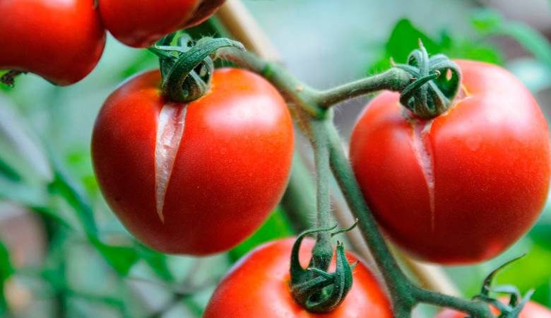 <br />
Простые способы спасти урожай: что делать, если трескаются помидоры                
