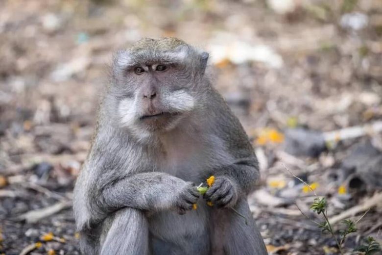 <br />
Сенсационный случай: оспа обезьян выявлена у туристов из Китая в Петербурге                