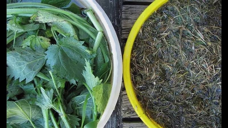 <br />
Удобрение из крапивы: естественная подкормка для вашего огорода                