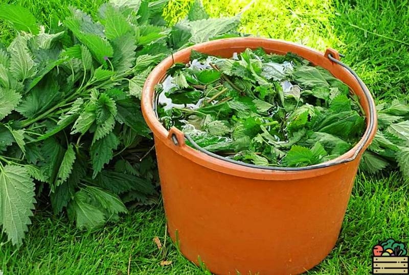 <br />
Удобрение из крапивы: естественная подкормка для вашего огорода                