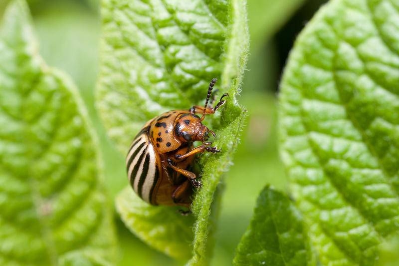 <br />
Вредители на огороде: как избавиться от саранчи и колорадского жука                